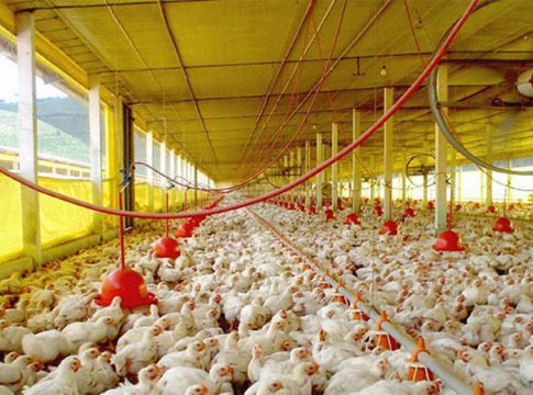 Com cinco aviários, Mundo Novo e Japorã vão produzir 600 mil frangos a cada 45 dias