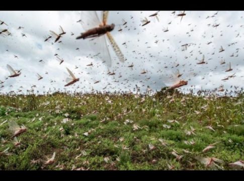 Nova nuvem de gafanhotos no Paraguai coloca MS em alerta