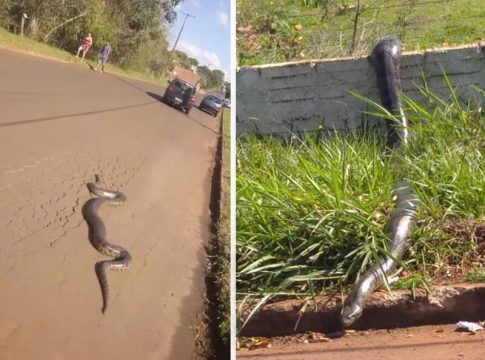 Pedestres levam susto em caminhada ao verem sucuri de 4 metros na rua