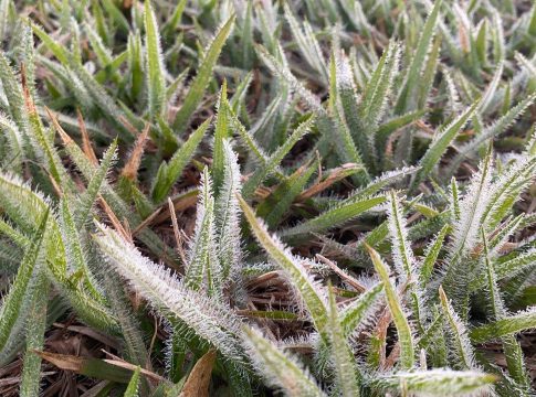 Madrugada tem geada na fronteira e mínima de 3 graus na região de Dourados