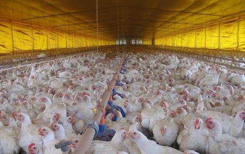 Exportações de carne de aves em MS aumentam em 25% no primeiro semestre
