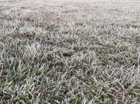 Frio provoca sensação térmica de -4ºC com geada em 12 cidades do Estado