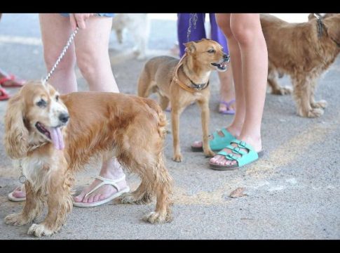 Certificação digital autoriza viagem de animais domésticos à Argentina