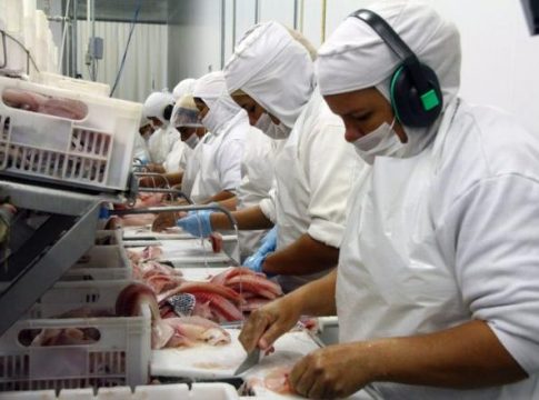 Mato Grosso do Sul se mantém como maior exportador de tilápias no segundo trimestre do ano