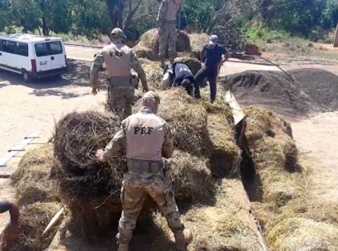 Cão farejador acha 1 tonelada de maconha em caminhão carregado de feno