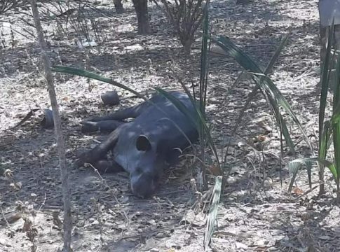 Boletim aponta que maioria dos animais vítimas de queimadas não sobrevive