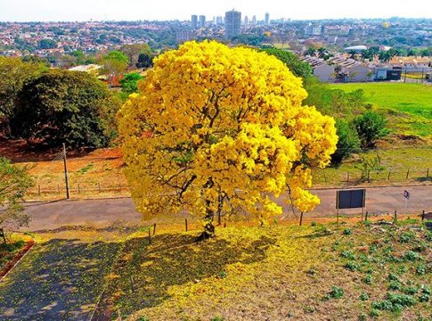 Frente fria dá boas-vindas a primavera e ameniza clima em Mato Grosso do Sul