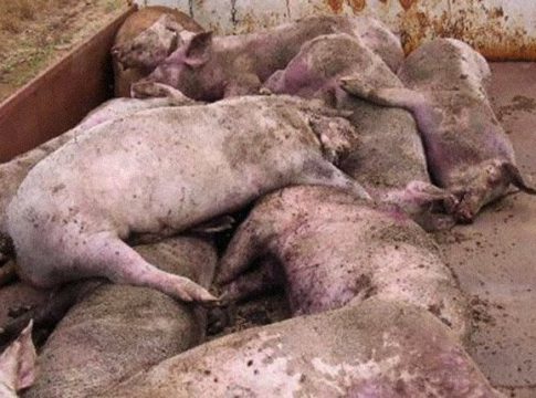 Idoso é encontrado morto dentro de chiqueiro e tem corpo devorado por porcos em MS