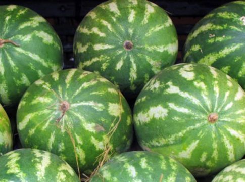 Zoneamento agrícola de Eldorado vira referência nacional para seguro nas lavouras de melancias