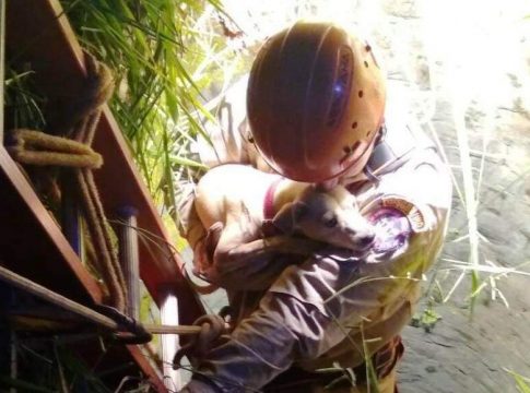 Operação do Corpo de Bombeiros resgata cadela que caiu em poço de 12 metros