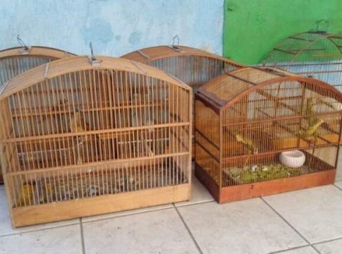 Contra tráfico de animais silvestres, PF cumpre mandados em MS e mais 4 estados