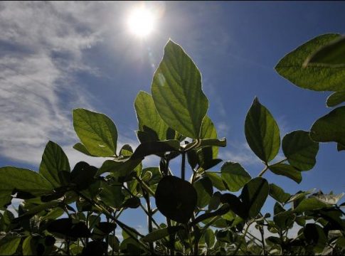 Mato Grosso do Sul deve produzir 11,5 milhões de toneladas de soja na safra de 2020/2021