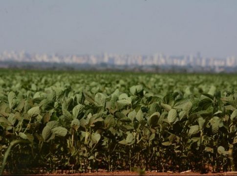MS pode ter supersafra de soja e chegar a 12 milhões de toneladas