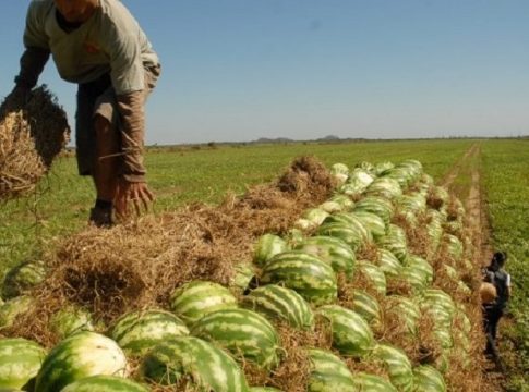 Com zoneamento agrícola e linhas de crédito, expectativa é de aumento na produção de melancia em MS