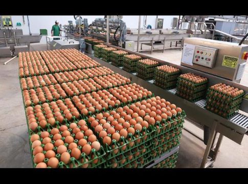 MS registra queda no abate de bovinos e aumento na produção de ovos