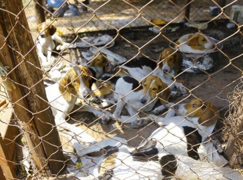 Ong que resgatou 40 cães de raça em fazenda na MS-040 ganha direito de doá-los