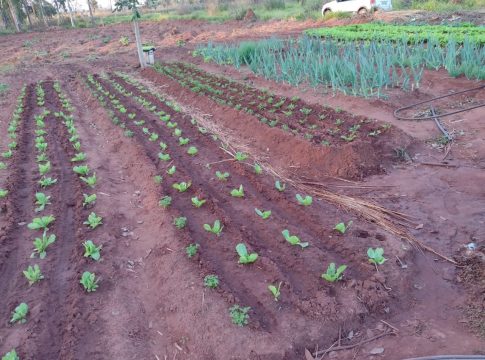 Em Japorã produtores da Aldeia Porto Lindo colhem hortifrutis para entrega no PAA