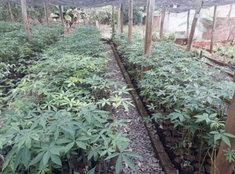 Meio Ambiente de Mundo Novo recebeu doação de mudas nativas para entrega a comunidade no Dia da Árvore na próxima segunda-feira
