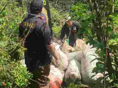 Polícia destrói 12 toneladas de maconha na fronteira de MS