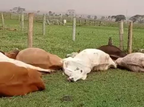 Tempestade em Eldorado mata 49 bois e destrói lavouras de mandioca e melancia