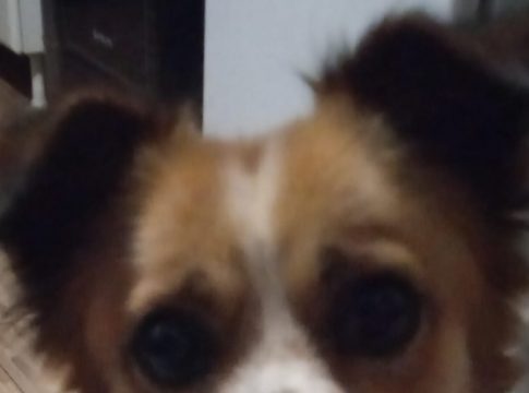 Procura-se cão desaparecido mediante gratificação