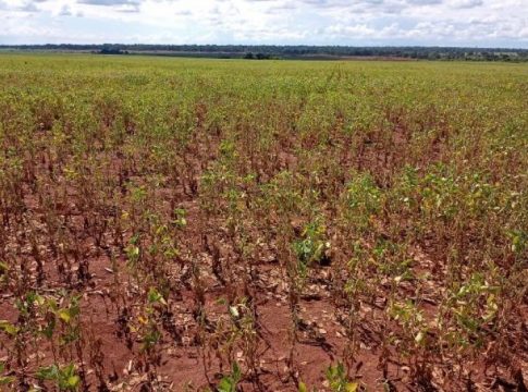 Estiagem faz produtividade soja cair para 53,69 sacas por hectares