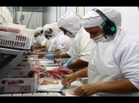 Com US$ 4,1 milhões, Mato Grosso do Sul foi o maior exportador de tilápia no ano passado