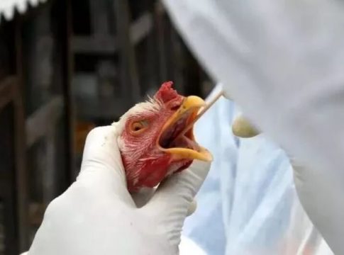 Gripe aviária na América do Sul: Brasil reforça barreiras sanitárias