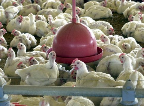 Gripe aviária: Produção de MS rejeitada pelo Japão deve ser absorvida por outros países, diz federação