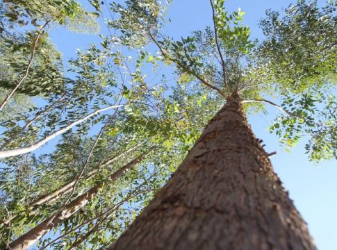 Pesquisa inédita revela que expansão de eucalipto pode ajudar MS alcançar a meta carbono neutro 2030