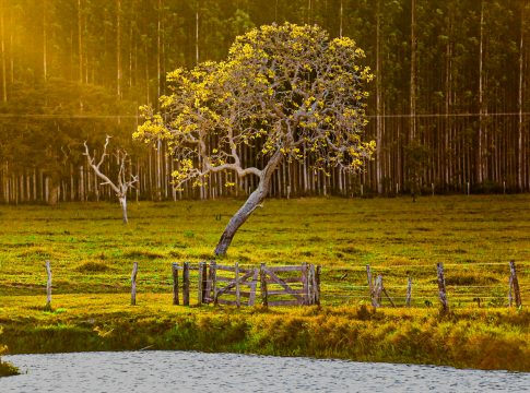 “Moeda Verde”, crédito de carbono é a nova aposta pela sustentabilidade no setor industrial
