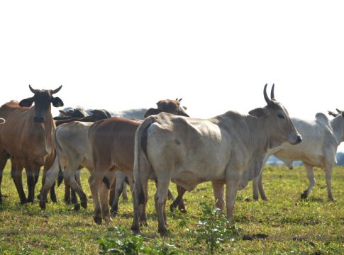 Exportações de carne bovina registram queda de 21% em Mato Grosso do Sul
