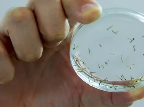 Pela primeira vez no ano, Mato Grosso do Sul não tem mortes por dengue em 30 dias