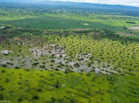 Projeto de Lei do Pantanal proíbe cultivo, limita desmatamento e prevê recursos