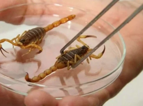 Ataques se multiplicam e Mato Grosso do Sul tem cinco vezes mais mortes por escorpião