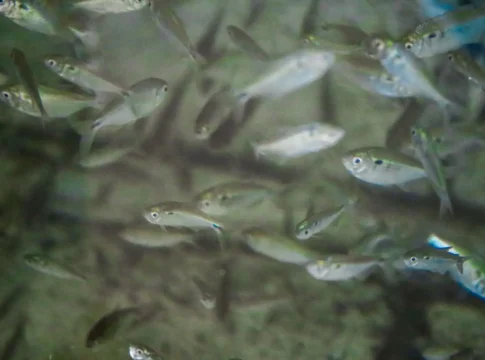 O que pode e não pode durante a Piracema em Mato Grosso do Sul?
