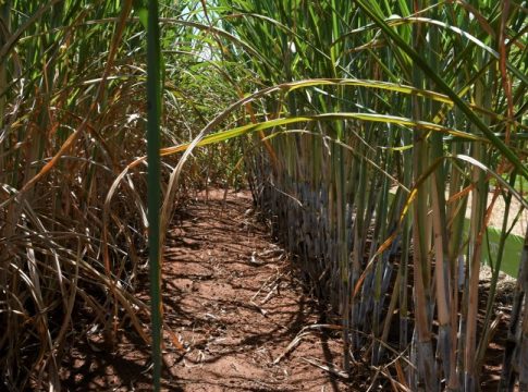 Usinas de etanol batem recorde de produção com apoio do Governo aos biocombustíveis