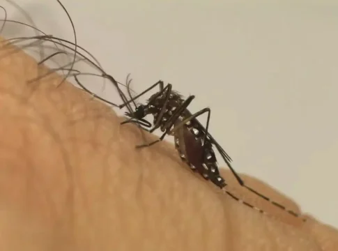 Receitas caseiras ou repelente de farmácia? Saiba a diferença na hora de combater o mosquito da dengue