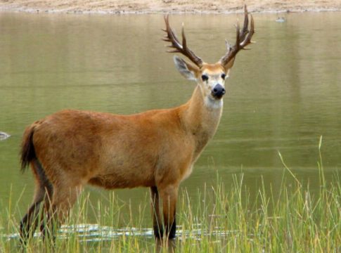 Prestes a ser extinto no RS, cervo-do-Pantanal vive ‘oásis’ em Mato Grosso do Sul