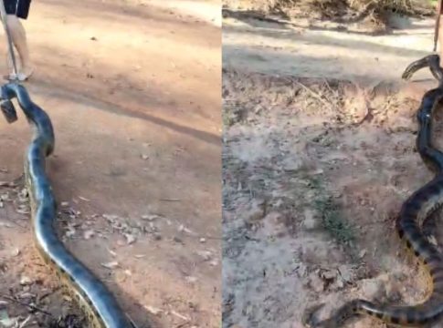 Em Itaquiraí, homem é multado em R$ 2,5 mil após capturar sucuri de quase 3 metros