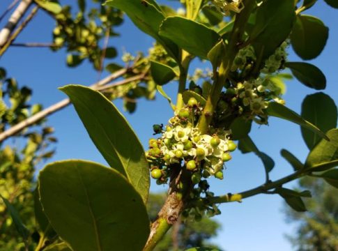 Agraer vai comprar de 60 mil mudas de erva-mate para distribuir a pequenos produtores de MS