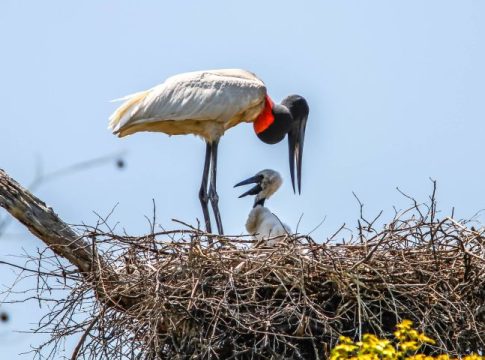 Governos de MS e MT e Ministério do Meio Ambiente assinam termo de cooperação para proteção do Pantanal
