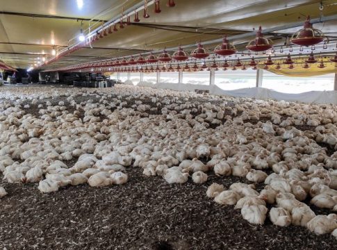 FCO aprova R$ 138,9 milhões em novos empreendimentos para MS, com destaque para avicultura