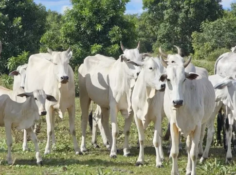 Produtores já podem usar novo sistema para cadastro no Precoce MS