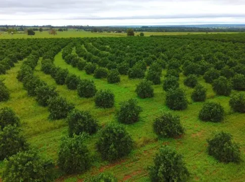 Gigante da citricultura investirá R$ 500 milhões em laranja no Mato Grosso do Sul