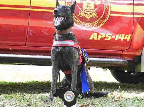 ‘Bombeira’ de MS, cachorra Laika ajudará em buscas no Rio Grande do Sul