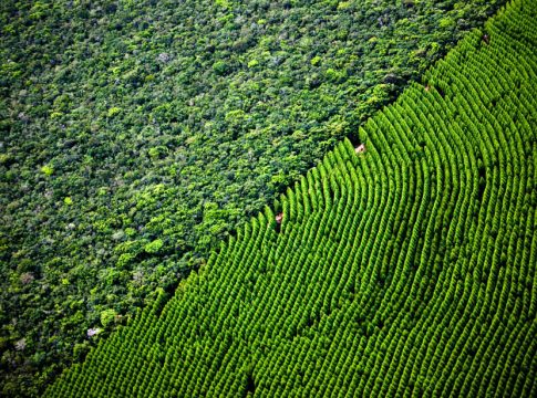 Mato Grosso do Sul pode ganhar sua quinta planta de celulose