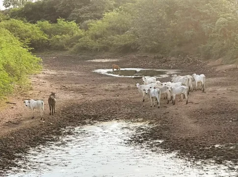 Pantanal caminha para 5º ano com deficit de chuva