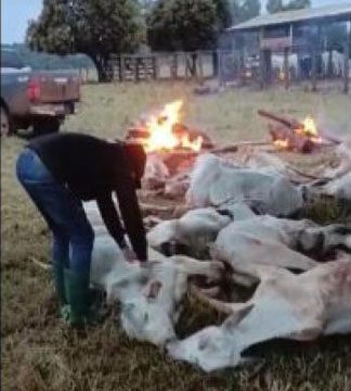 Iguatemi – Pecuaristas fazem fogueira para salvar gado do frio