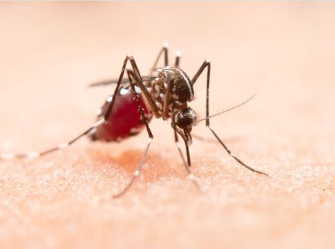 Após 4 semanas , MS volta a registrar óbitos por dengue